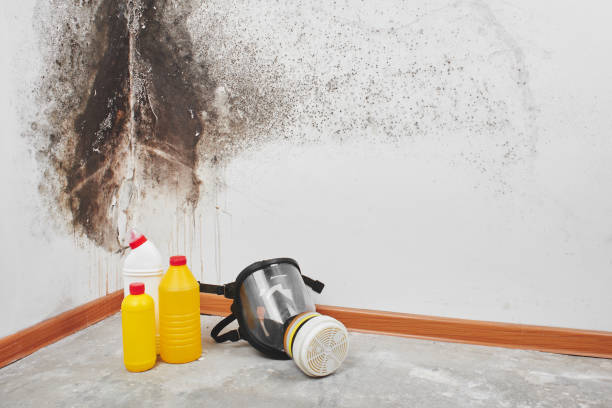 Reliable Sitka, AK Mold Remediation Solutions