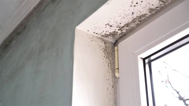 Best Post-Flood Mold Remediation in Sitka, AK
