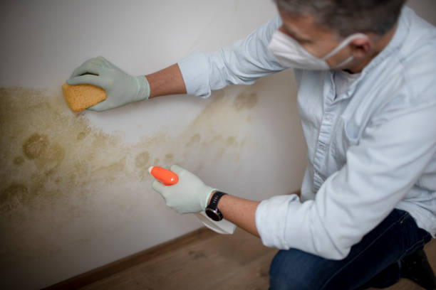 Best DIY Mold Remediation Support Services in Sitka, AK