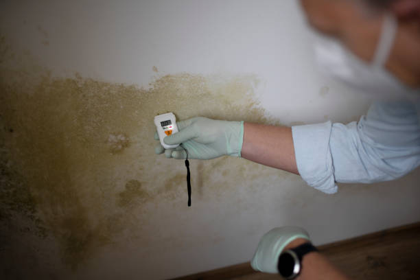 Best White Mold Remediation in Sitka, AK